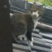 クロ