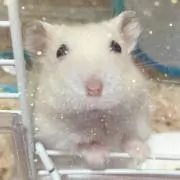 ライム