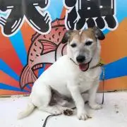 はる