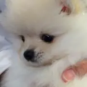 もこもこの画像