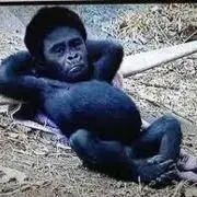 ゴリの画像