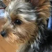 おはる