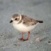 ヤシの画像