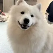 ふまの画像