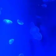 me_chanの画像