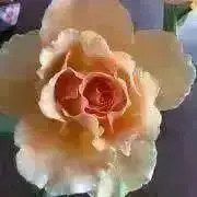 Roseの画像