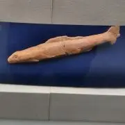 うるるの画像