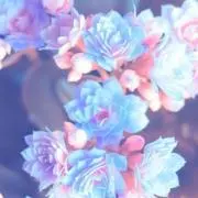 M♡