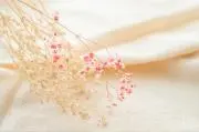 もちもちの画像