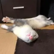 なるたろす。