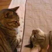 ねこみ