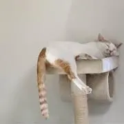 みんみ