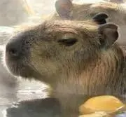♨︎カピバラ温泉♨︎の画像