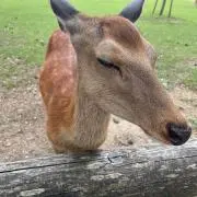 はなちゃんの画像