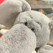 ぽんの画像