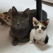 むぎの画像