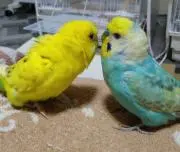 ぴえなの画像