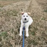 MRCの画像
