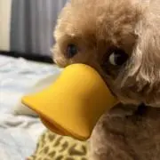めぐめぐの画像