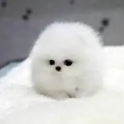 ユリ