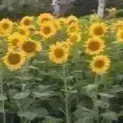もっぴー☆※プロフ必ず読んで下さい。