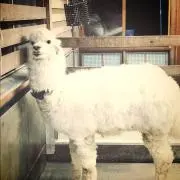 かか　29日中の購入で30.1日頃発送の画像