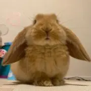いち