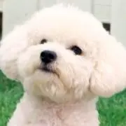 shu-ichi