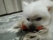 あるてばらん