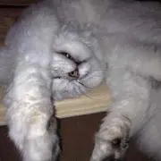 あこ