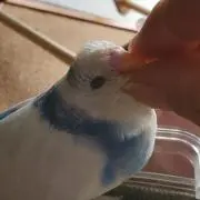たく