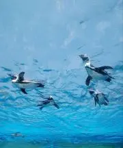 nigauriの画像