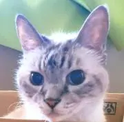 Rinzu.の画像