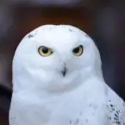 あのの画像