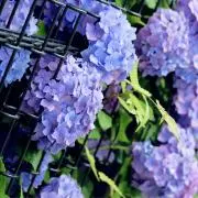 藍の画像