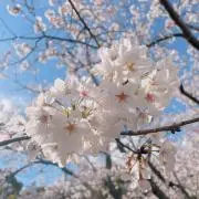 美桜の画像