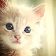 ネコチの画像
