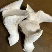 しめじの画像