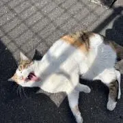 すーさんの画像