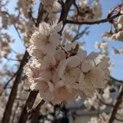 りかの画像