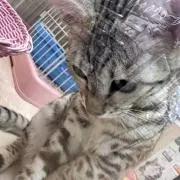 ゆ