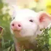 けいこママ☆のんびり出品してますの画像