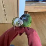 ちーばいそんの画像