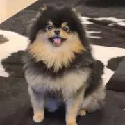 まぐの画像