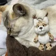 貧乏の画像