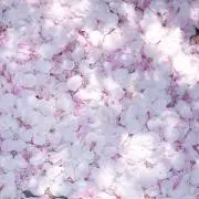 ちぇりの画像