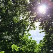 チャオの画像