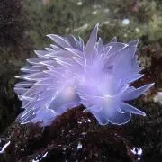 ナナ