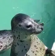 milcaの画像