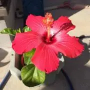 ちゃむちゃむ